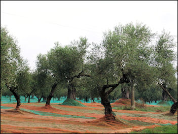 20120525-Olives Kalabrien_Oliven_2257.jpg